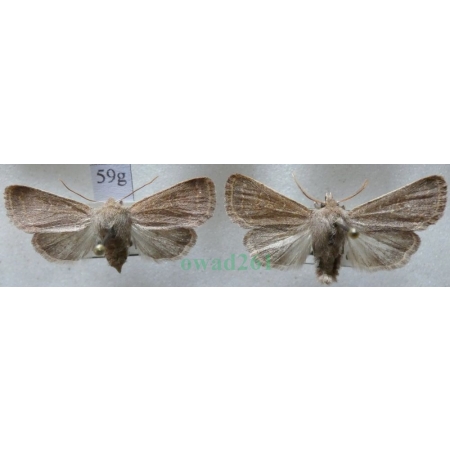 Dioszeghyana schmidtii (Diöszeghy, 1935) pair Slovakia59g